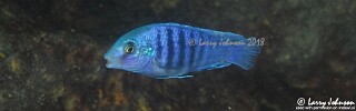 Labidochromis freibergi 'Mitande Reef (Rocks)'.jpg