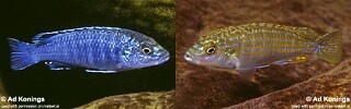 Labidochromis joanjohnsonae 'Likoma Island'.jpg