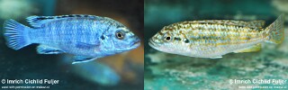 Labidochromis joanjohnsonae 'Mbako Bay'.jpg