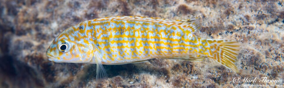 Labidochromis maculicauda 'Chirwa Island'