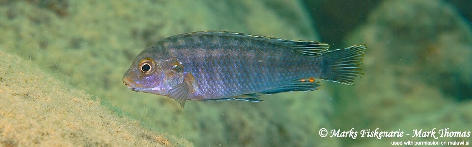 Labidochromis maculicauda 'Lundo Island'