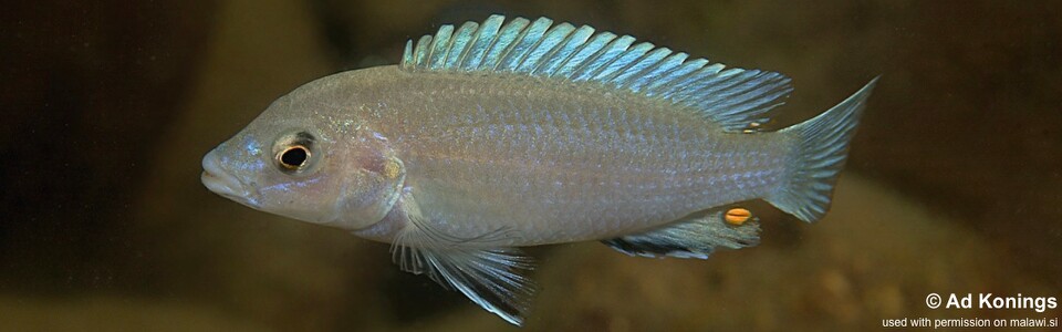 Labidochromis pallidus 'Nakantenga Island'