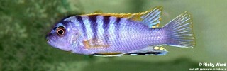 Labidochromis sp. 'hongi' Puulu.jpg