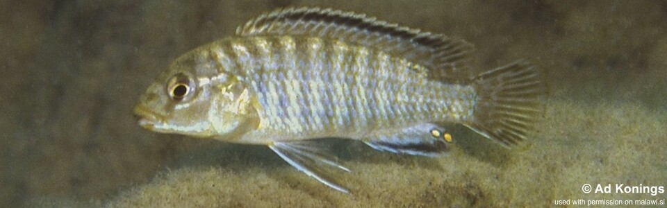 Labidochromis sp. 'mara' Mara Point