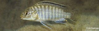 Labidochromis sp. 'mara' Mara Point.jpg