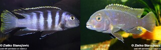 Labidochromis sp. 'mbamba'.jpg