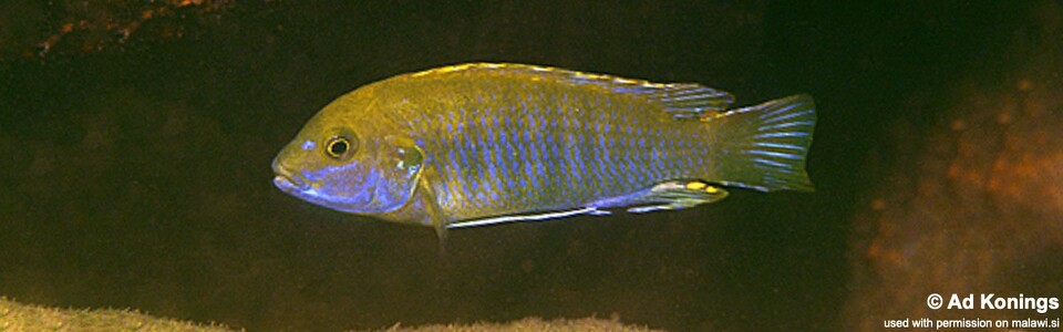 Labidochromis sp. 'blue bar' Namalenje Island