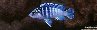 Labidochromis sp. &#39;chisumulae mbweca&#39; Tumbi Point
