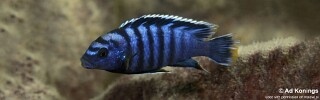 Labidochromis sp. &#39;gigas chilumba&#39; Katale Island