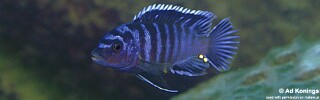 Labidochromis sp. &#39;gigas pombo&#39; Pombo Rocks