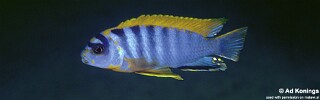 Labidochromis sp. &#39;hongi&#39; Hongi Island