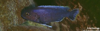 Labidochromis sp. &#39;lividus nkhungu&#39; Nkhungu Point