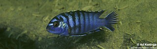 Labidochromis sp. &#39;lundu blue&#39; Lundu