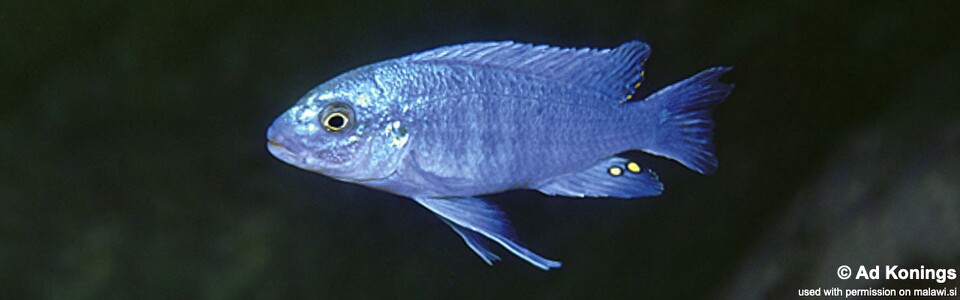 Labidochromis sp. 'textilis cobalt' Lumessi