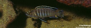 Labidochromis sp. &#39;zebra eastern&#39; Gome