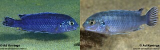 Labidochromis strigatus