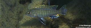 Labidochromis textilis 'Hai Reef'.jpg