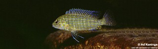 Labidochromis textilis 'Lumbaulo'.jpg