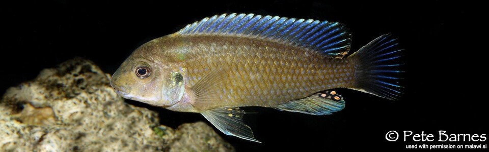 Labidochromis vellicans 'Nakantenga Island'