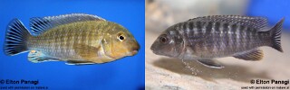 Labidochromis vellicans 'Gome'.jpg