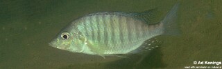 Lethrinops altus 'Harbour Island'.jpg