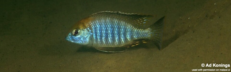 Lethrinops auritus 'Otter Point'