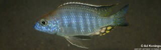 Lethrinops auritus 'Masasa Reef'.jpg