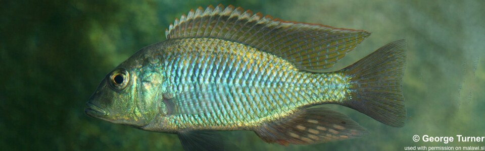 Lethrinops chilingali 'Lake Chilingali'