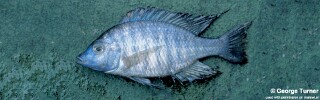 Lethrinops christyi 'South East Arm'.jpg