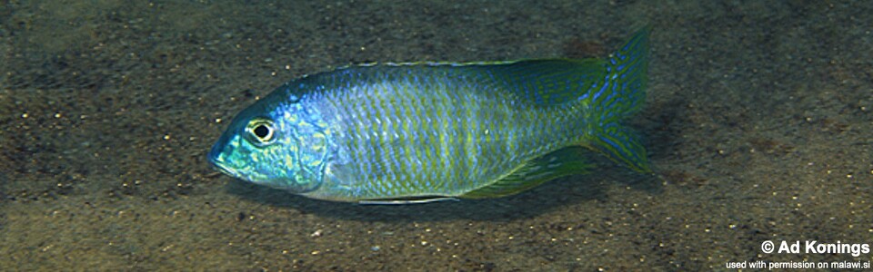 Lethrinops furcifer 'Chitande Island'