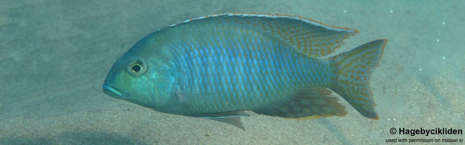 Lethrinops furcifer 'Makuzi Beach'