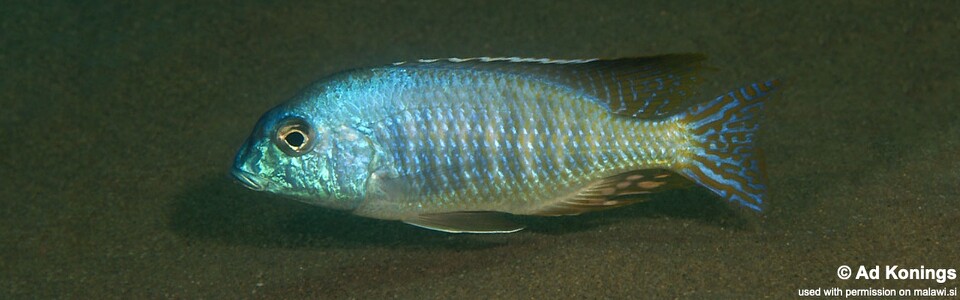 Lethrinops furcifer 'Tchinga Reef'