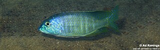 Lethrinops furcifer 'Chitande Island'.jpg