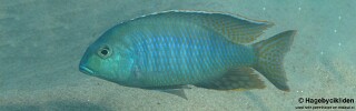 Lethrinops furcifer 'Makuzi Beach'.jpg