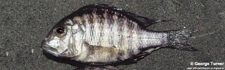 Lethrinops gossei 'South East Arm'.jpg