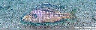 Lethrinops leptodon 'Malopa'.jpg