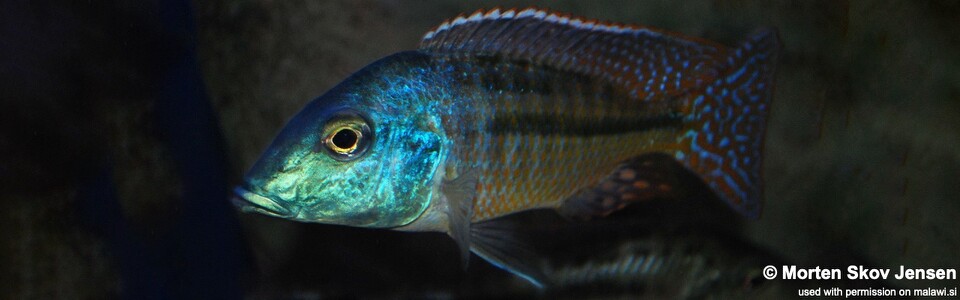 Lethrinops lethrinus 'Mufasa Bay'