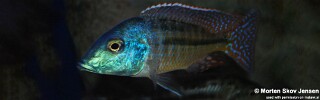 Lethrinops lethrinus! 'Mufasa Bay'.jpg