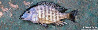 Lethrinops longipinnis 'South East Arm'.jpg
