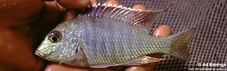 Lethrinops lunaris 'Senga Bay'.jpg