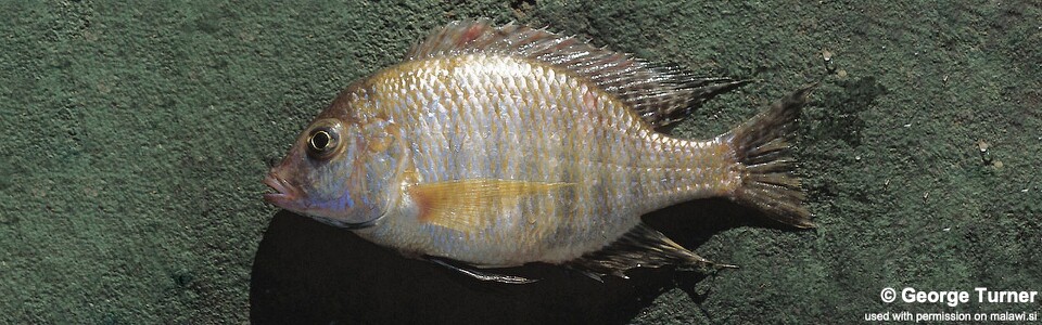 Lethrinops macracanthus 'South East Arm'