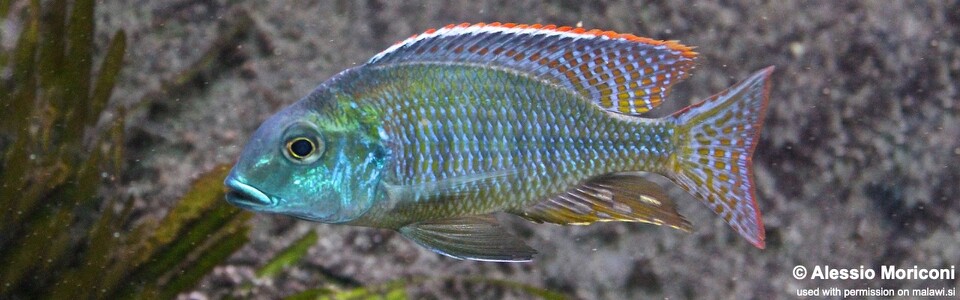 Lethrinops macrochir 'Senga Bay'