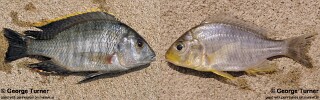 Lethrinops macrochir.jpg