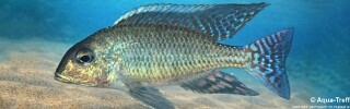 Lethrinops marginatus 'Matema'.jpg