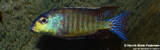 Lethrinops marginatus 'Senga Bay'.jpg