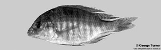 Lethrinops micrentodon.jpg