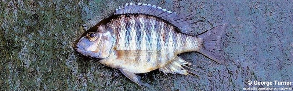 Lethrinops microdon 'South East Arm'