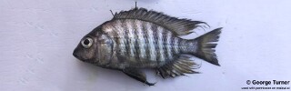 Lethrinops microdon 'Karonga'.jpg