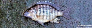 Lethrinops microdon 'South East Arm'.jpg
