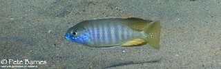 Lethrinops microstoma 'Border'.jpg